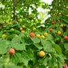 野生の野イチゴ🍓❓️