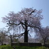 【円山公園の桜】妖艶な祇園しだれに感動！お花見にライトアップを楽しもう！