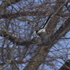 12月18日〜23日の探鳥