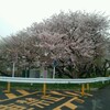 まだまだ桜