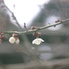 梅の花がほころぶ