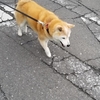 クリンへの想いは尽きなくて・・・176