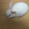 今日のミミ様🐰