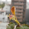 新芽が大量に出てきた