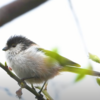 エナガの鳴き声をきれいに撮れてました！エナガの鳴き声