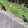 早朝野鳥観察会