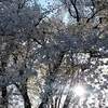 山梨 紅葉スポット 昇仙峡 紅葉 現在 ２０２１年 見ごろに？