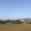 五分咲き　末広中央公園