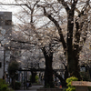 呑川本流緑道 - 東工大 with FE 50mm F1.2 GM