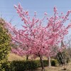 大府みどり公園のカワヅザクラ、ミモザなど木花たち