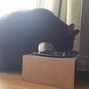 とある黒猫の一日。