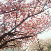 八重桜のぼんぼり