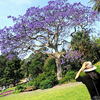シドニーが紫色に染まる季節 ~ジャカランダの花~