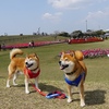 吉田公園の休日　～ 花より柴犬編 ～