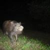 県内全域を制覇した「イノシシ」