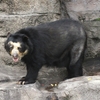 天王寺動物園を歩く