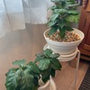 コ中大  水やり 3/9 ＆ にぎり長次郎