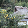 ゆずの郷のゆず風景