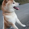今年で我が家のトム君は7歳になりました。