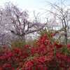 It was a popular page yesterday, 2023/3/27, with my shots on 3/27 in Kyoto.