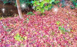 記事を見る