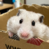 怠惰のツケはいかに？