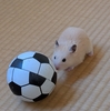ケージの掃除中に、ハムスターくりちゃんはどこへ？