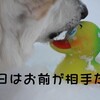 チビ君と遊ぼう