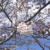 さくら・桜(日本の花)