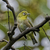 TAMRON 150-500mmをNikon Z9で使ってみた｜野鳥・昆虫・花をこれ一本で撮影