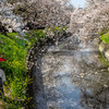五条川の桜と菜の花が彩る春の絶景！愛知県の名所で花と川の美しいコラボを体感