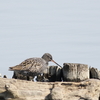 瓢湖ツルシギ、阿賀野川右岸モズ