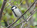 留鳥の魅力とは？日本の留鳥の種類も紹介