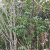 幸福を運んでくれる虫さん？