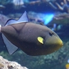 クロモンガラ / Pinktail triggerfish