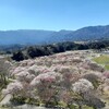 <いなべ市>今が見頃🌸いなべ市梅林公園