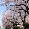 満開桜とチーズプチフランス♪