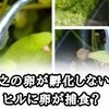 【メダカ】幹之スーパー光の卵が孵化しない!?なんだこれ？卵を狙う魔物!?