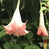 Angel's Trumpet