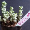 🌵多肉植物　出会えて嬉しいパステル 値引きの姫朧月🌵