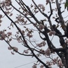 庭の桜を