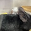 くろごまあん二世 351日目