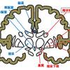   【基礎から学ぶ】大脳基底核【解剖生理学】