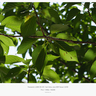 Carl Zeiss Jena DDR Tessar 2,8/50を修理したので散歩