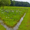 観光アヤメ園（牛久市）～つくば市とその周辺の風景写真案内（４２３）