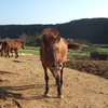 石垣島馬広場　ヨナグニライフ編②