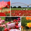 こうのす花まつりをバスで周遊　ポピー花畑とローズガーデン｜吹上会場、馬室会場、川里会場　1日周遊コース（埼玉県鴻巣市）