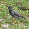 野鳥が咥えている餌