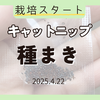【種まきレポート🌱】はじめてのキャットニップ栽培｜初心者ガーデナー