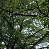 今週末の良かったこと(天麸羅、ステーキ、支那そばの話)